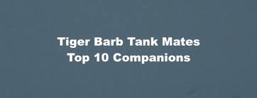 Tiger Barb Tank Mates Best 10 Companions Aquascape Addiction