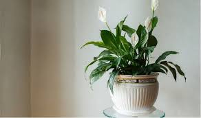 House Plants For Shade And Low Light