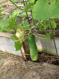 Quick Growing Cucumbers Win The Sprint
