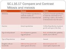 Mitosis And Meiosis Sc 912 L Compare And Contrast Mitosis
