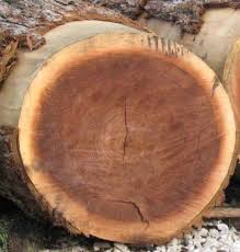 Cách xác định tuổi gỗ