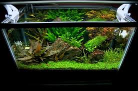 10 Gallon Fish Tank Setup And Other Required Information