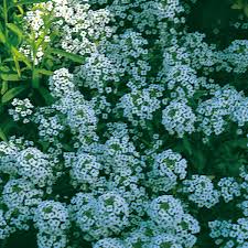 alyssum carpet of snow flower seed