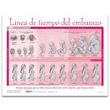 Timeline Of Pregnancy Tear Pad Spanish Childbirth Graphics