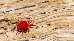 how to get rid of chiggers forbes home
