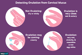 how to check cervical mucus discharge