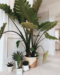 Big Leaf Indoor Plant