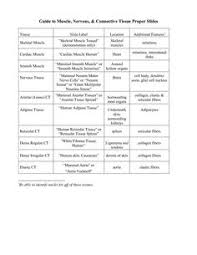 Tissue Chart Answer Key Wiring Schematic Diagram Laiser Co