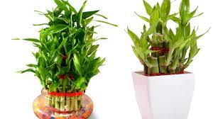 for lucky bamboo plant water or soil