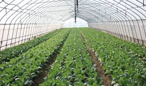 Greenhouse Farming Business