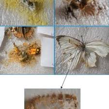 pupal cases of larvae of carpet