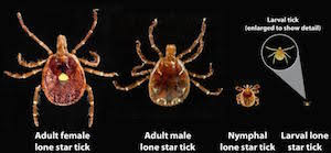 Ticks Life Cycle Reproduction Study Com