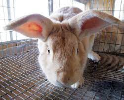 The breed is also good as pets and show animal. Rabbit A Great Meat Animal For Small Homesteads Mother Earth News