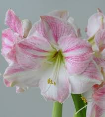 the baker s dozen amaryllis gift box