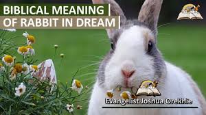 25 dream meaning about rabbit hare