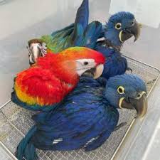 parrots fertile eggs manufacturers