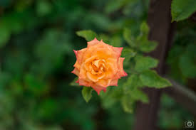 beautiful orange rose background high