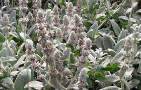 stachys byzantina silver carpet