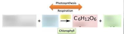 Photosynthesis Quiz Photosynthesis