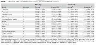 Overweight Dogs Dont Live As Long And Scientists Have