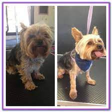 It is vital to make our lives more wonderful as well as imperative for our wellbeing. Pet Groomers Near Me Cheap Online
