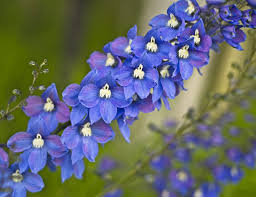 La bella stagione ci regala piante e fiori da piantare, in giardino o in vaso, che ravviveranno le giornate con i loro colori. Quali Fiori Blu Conosci Blog Di Fiori E Notizie Fresche