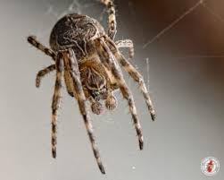 house spiders male and not female