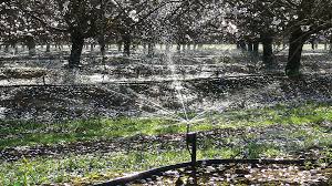 Almond Growers Fine Tuning Irrigation Growing Produce
