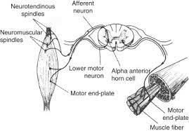 gamma motor neuron an overview