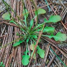 Teesdalia nudicaulis (common shepherd's-cress): Go Botany