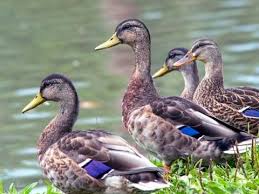 American Black Duck Identification All About Birds Cornell