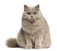 british longhair cat breed size