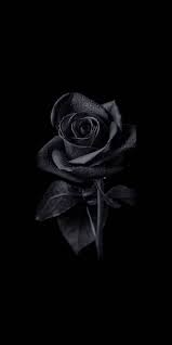 black rose by abtahialamking dark dp