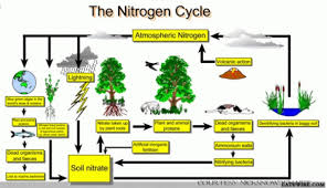 Make A Chart On Nitrogen Cycle Brainly In