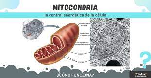 Qué son las mitocondrias y cuál es su función? - Ondas y Partículas