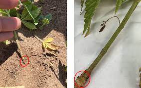 fire ant damage in hemp identification