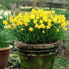 Daffodil Tete a Tete Bulbs | Suttons