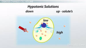 hypertonic solution a water molecules
