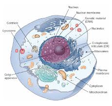 typical mammalian cell