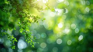 green nature background images hd