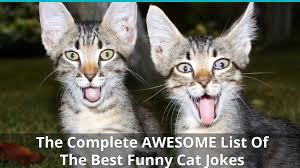 If you want to smile like a cheshire cat today, read on for the best plays on words that have to do with cats. The Complete Awesome List Of The Best Funny Cat Jokes