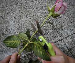 grow roses from cut flowers