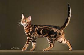 Large chunky very well tempered black silver marble bengal stud for sale. Bengal Cats For Sale Bengal Cat Marble Bengal Cat Bengal Cat For Sale