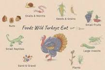 what-is-the-best-food-to-feed-wild-turkeys