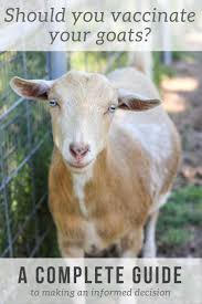 Goat Vaccinations What You Need To Know Weed Em Reap