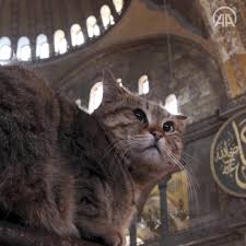 We have an extensive collection of amazing background images carefully chosen by our community. Farewell To Gli Famed Feline Of Hagia Sophia Mosque