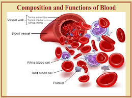 blood composition functions