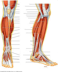 Lower Limb Muscles Labeled Leg Muscles Diagram Leg Muscle