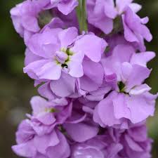 See more ideas about زنبق, طبيعة, نباتات. Column Stock Lilac Lavender Matthiola