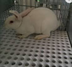 rabbit cage use plastic slat floor at